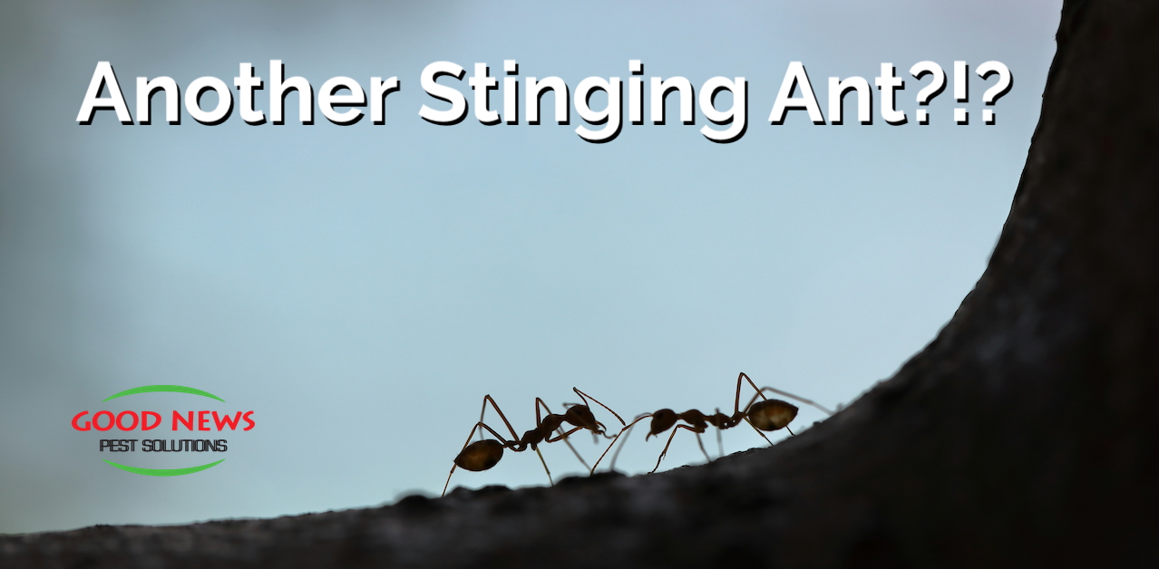 Another Stinging Ant?!?