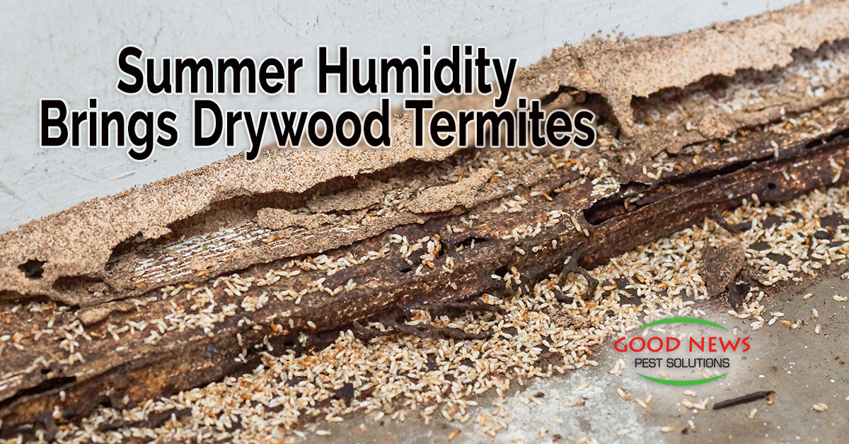 Summer Humidity Brings Drywood Termites