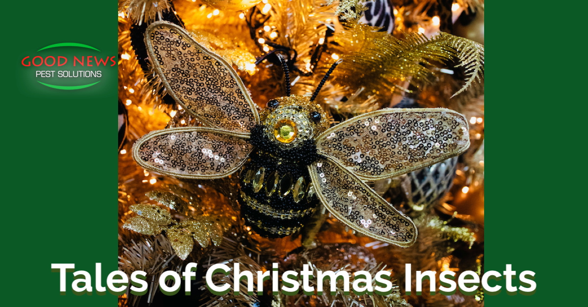Tales of Christmas Insects