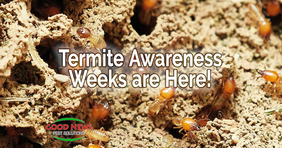 Termite Awareness Weeks are Here! Week Two