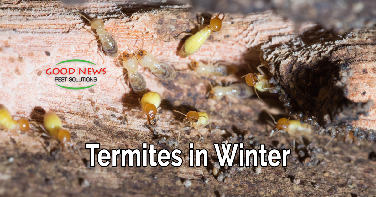 Termites in Winter