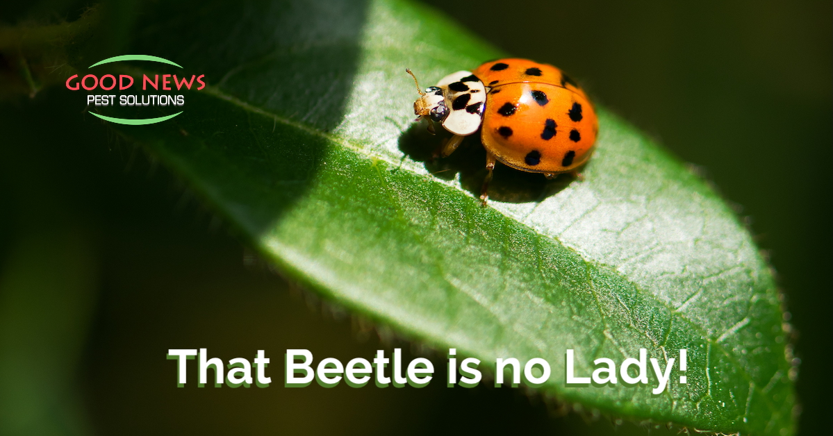 That Beetle is no Lady!