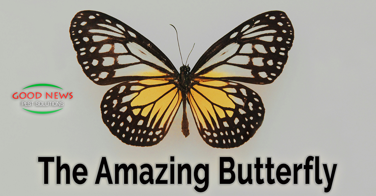 The Amazing Butterfly