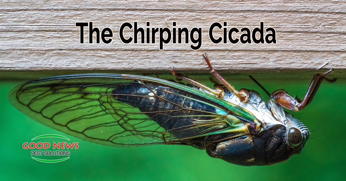 The Chirping Cicada