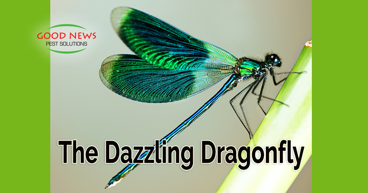 The Dazzling Dragonfly