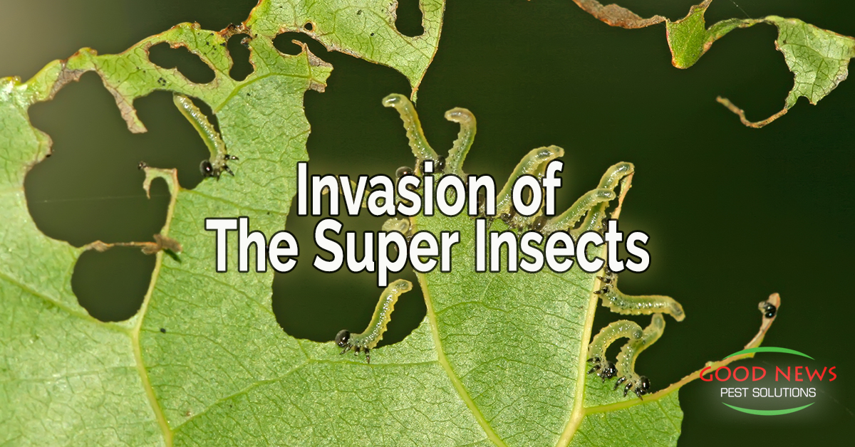 The Invasion of the Super Insects