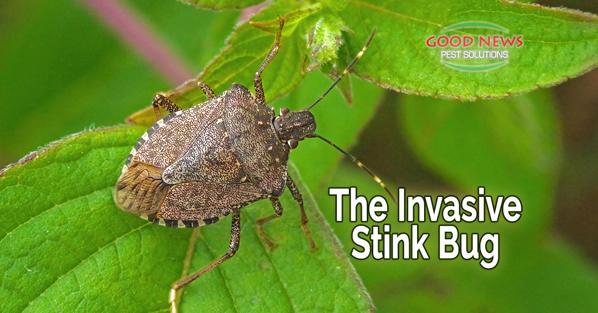 The Invasive Stink Bug