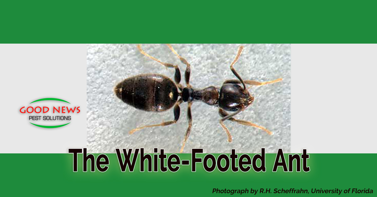 White-Footed Ants