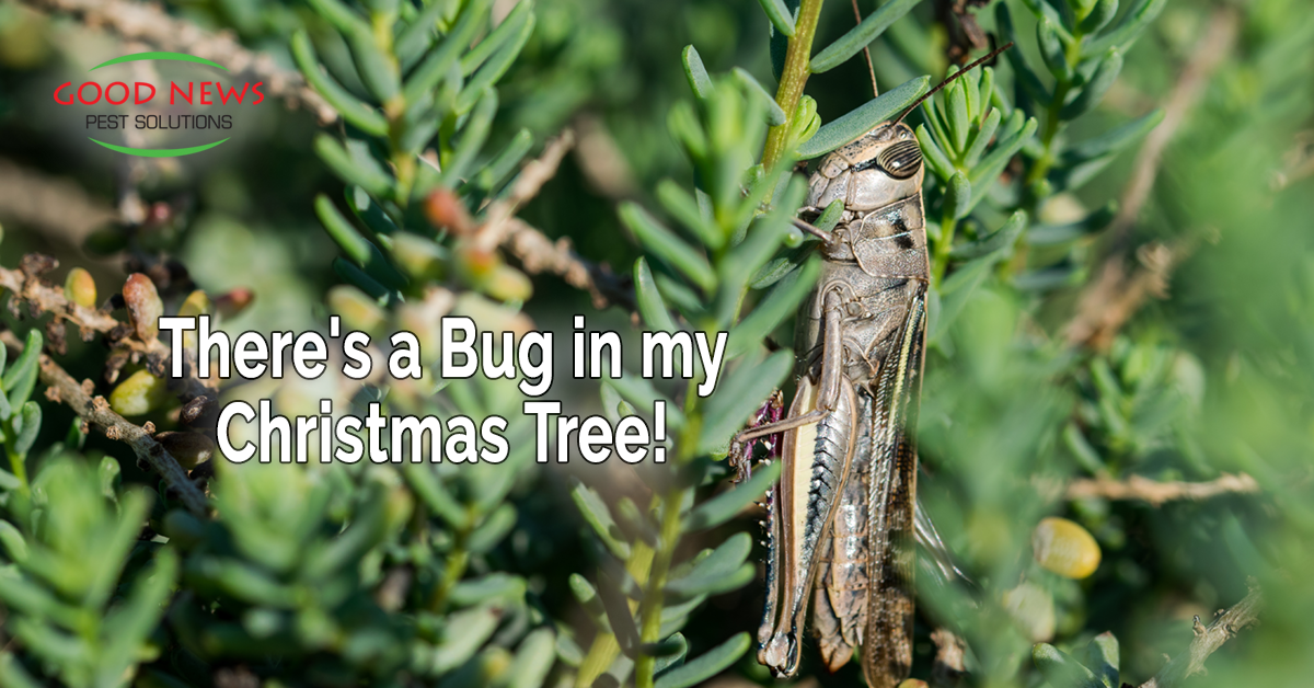 There's a Bug in my Christmas Tree! Pest Control in Venice, FL Good