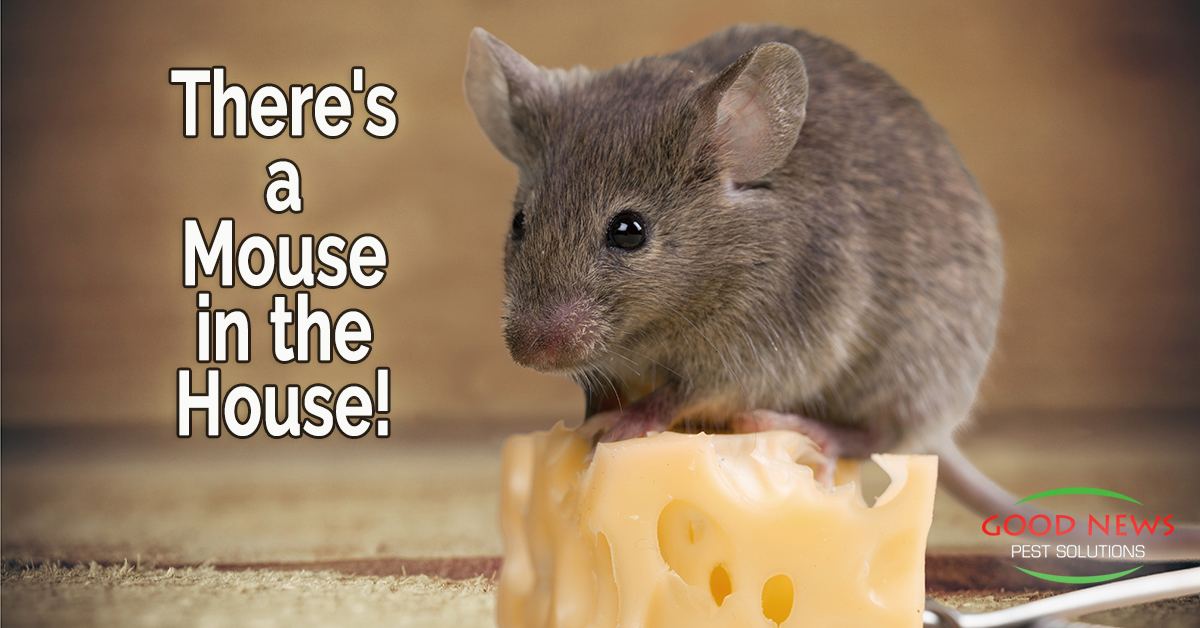 There's a Mouse in the House!