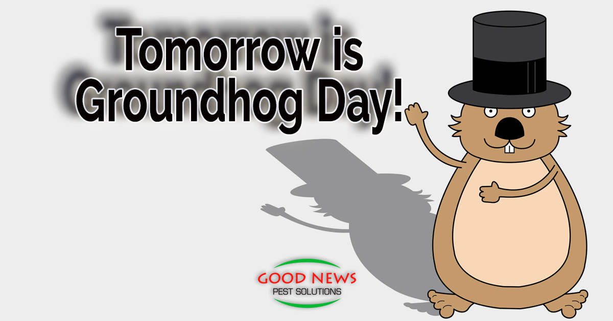 Tomorrow is Groundhog Day!